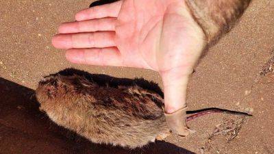 Австралия - Полчища крыс заполонили пляжи на востоке Австралии - obzor.lt - Приморье край - Australia - штат Квинсленд