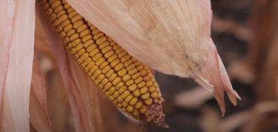 Вырастет сочной и сладкой: когда нужно сажать кукурузу весной. Запишите эти даты. Урожаю позавидуют соседи - hyser.com.ua - Украина