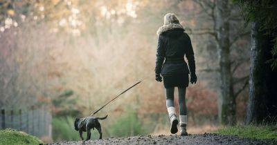 Принял щенка за олениху: охотник подстрелил женщину, выгуливавшую собаку - focus.ua - США - Украина - штат Висконсин