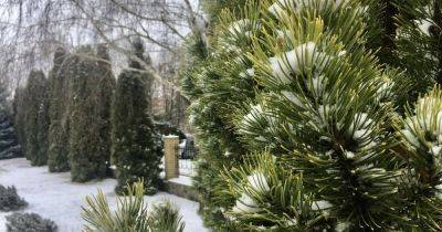 В Украине стартуют продажи новогодних елок: какие цены будут в этом году - dsnews.ua - Украина - Киев