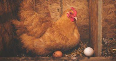 Курица удивила фермера яйцами очень необычной формы (фото) - focus.ua - Украина - Бразилия
