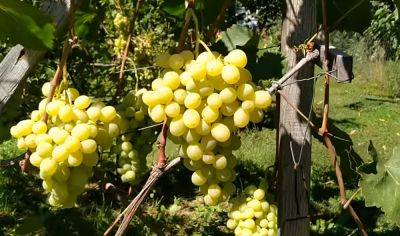 После такого самодельного удобрения винограда хватит и на вино, и на компот, и на домашний изюм - hyser.com.ua - Украина