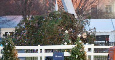 Джилл Байден - Джо Байден - "Это плохой знак": главная елка США упала перед Белым домом (фото, видео) - focus.ua - США - Украина
