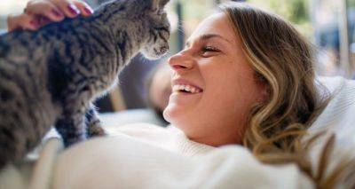 Кошка лезет на живот хозяина. Что это — проявление любви или повод беспокоиться? - cxid.info