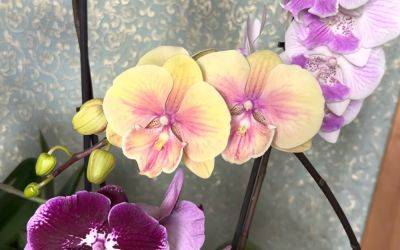 Поможет обычный лимон: что сделать с орхидеей, чтобы она удивила вас огромными цветами - hyser.com.ua - Украина