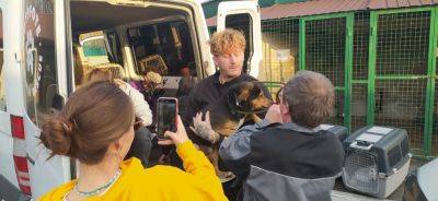 13 собак из Харькова поехали к новым владельцам в Германию - objectiv.tv - Германия
