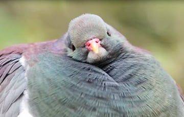 Забавный видеофакт: самый толстый голубь в Новой Зеландии любит напиваться и греться на солнце - charter97.org - Белоруссия - Новая Зеландия