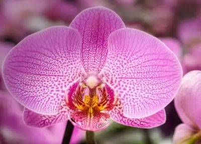 Метод "двух недель": что нужно сделать, чтобы орхидея пышно цвела весь год - hyser.com.ua - Украина