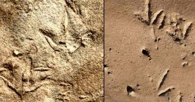 Птичьи следы старше птиц на 60 млн лет: в чем секрет древних окаменелостей - focus.ua - Украина - Австралия - Лесото