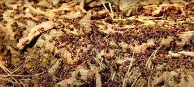 О муравейниках и муравьях на огороде вы забудете навсегда: три хитрости, о которых многие не знали - hyser.com.ua - Украина