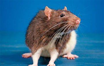 Ученые: Крысы могут фантазировать - charter97.org - США - Белоруссия