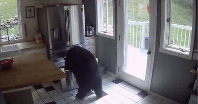 Сам открыл холодильник: голодный медведь ворвался в дом и украл лазанью (видео) - focus.ua - США - Украина - штат Коннектикут