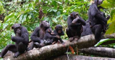Искусство войны: шимпанзе используют сложную тактику, описанную Сунь-Цзы - focus.ua - Украина - Кот Дивуар