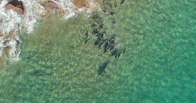 Уникальные кадры. На белую акулу напала стая тюленей: в чем причина такого поведения (видео) - focus.ua - Украина