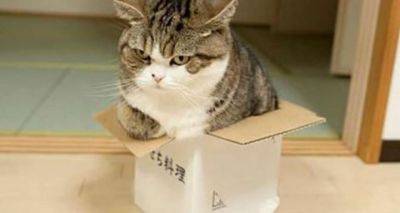 Почему кошки обожают сидеть в коробках: интересное исследование - cxid.info - Голландия