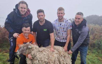 В Шотландии спасли овечку, которая два года прожила под скалой - korrespondent.net - Украина - Англия - Шотландия