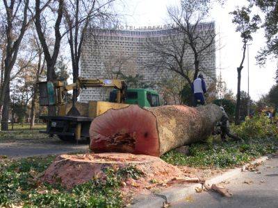 Черная страница в истории Ташкента. 13 ноября 2009 года начали рубить деревья на сквере - podrobno.uz - Узбекистан - Ташкент