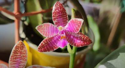 Поможет известный порошок: как защитить орхидею от грибка и болячек, чтобы она лучше цвела - hyser.com.ua - Украина