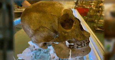 Жуткая находка: женщина наткнулась на человеческий череп на полках магазина (фото) - focus.ua - США - Украина - шт.Флорида