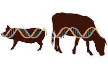 Генетический потенциал и ветеринарное благополучие. Ученый рассказал о научном сопровождении животноводства - produkt.by - Белоруссия