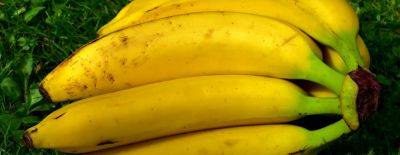 Результат многих удивляет: как использовать банановую кожуру в качестве удобрения на огороде - hyser.com.ua - Украина