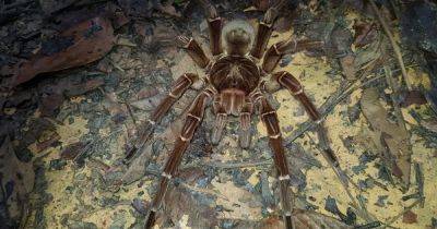 Ужас арахнофоба. Гигантский паук с размахом ног 30 см обошел конкурентов со скоростью 1 м/с (фото) - focus.ua - Украина - Бразилия - Венесуэла