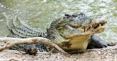 Схватил зубами за веко: фермер пережил нападение крокодила, укусив его в ответ (фото) - focus.ua - Украина - Австралия - Нападение
