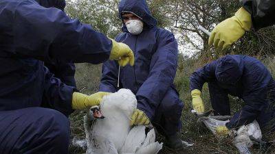 Румыния: птичий грипп убивает лебедей - ru.euronews.com - Румыния