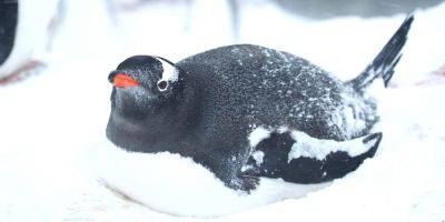 «Их будут сотни». Возле станции Академик Вернадский пингвины снесли первые яйца - nv.ua - Украина