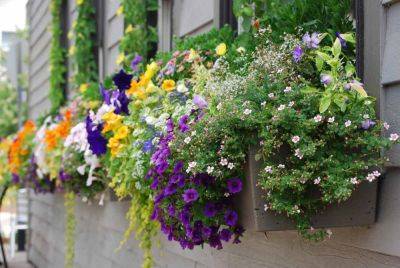 Как защитить балконные цветы от морозов – полезные советы - apostrophe.ua - Украина
