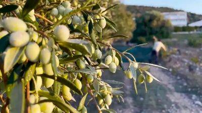 Грабители нацелились на оливки, когда цены на масло выросли втрое - ru.euronews.com - Италия - Испания - Греция