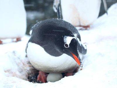 Возле станции "Академик Вернадский" пингвины снесли первые яйца - unn.com.ua - Украина - Киев - Антарктида