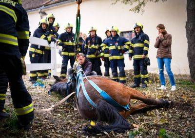 В Праге пожарные помогли коню встать на ноги: видео - vinegret.cz - Чехия - Прага