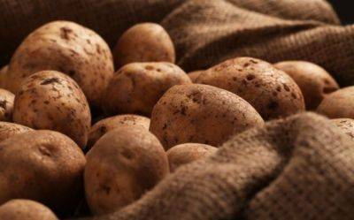 Это вам точно поможет: что нужно сделать, чтобы картошка не прорастала в погребе - hyser.com.ua - Украина