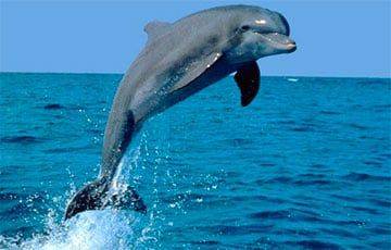Ученые обнаружили, что дельфины странным образом используют ямочки на щечках - charter97.org - Белоруссия - Германия