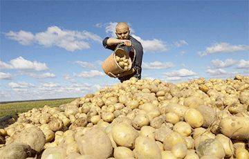 Картофельный жулик обманул белоруску на несколько тысяч рублей - charter97.org - Белоруссия