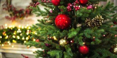 Из лесов Украины. Сколько в этом году стоит елка на Новый год и где ее приобрести в разных областях - nv.ua - Украина