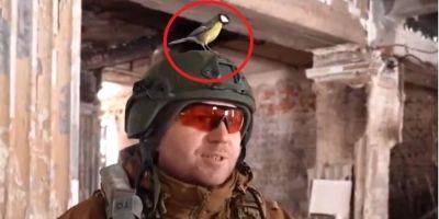 На фронте новая звезда. Синичка уселась на голову бойца ВСУ прямо во время интервью — видео - nv.ua - Россия - Украина