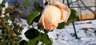 Вы можете остаться без любимых цветов: как правильно укрывать розы на зиму. Не допустите этих ошибок - hyser.com.ua - Украина