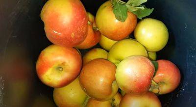 Как хранить яблоки, чтобы они долго были свежими: проверенный лайфхак - politeka.net - Украина