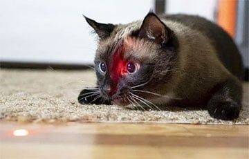 Ученые рассказали, что лазерные указки на самом деле делают с психикой кота - charter97.org - Белоруссия - Уругвай - Монтевидео