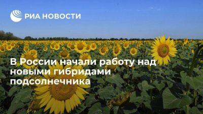 Компании и ученые АПК России начали работу над новыми гибридами подсолнечника - smartmoney.one - Россия