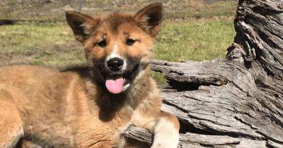 Женщина приютила потерянного щенка, однако тест ДНК показал, что это не собака (фото) - focus.ua - Украина - Австралия - Мельбурн