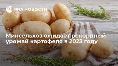 Андрей Разин - Минсельхоз: РФ в 2023 году может получить рекордный урожай картофеля - smartmoney.one - Россия