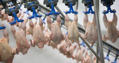 Сергей Лахтюхов - Российские птицеводы надеются, что экспорт мяса птицы не запретят - produkt.by - Россия - Белоруссия
