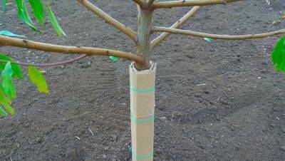 Это еще не поздно сделать: как на зиму защитить садовые деревья от грызунов - hyser.com.ua - Украина