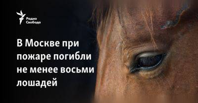 В Москве при пожаре погибли не менее восьми лошадей - svoboda.org - Москва - Россия