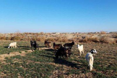 В Байрамалийском этрапе Марыйского велаята растет количество краж скота - hronikatm.com - Туркмения