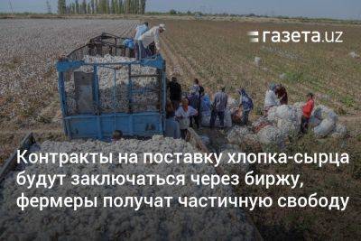 Контракты на поставку хлопка-сырца в Узбекистане будут заключаться через биржу, фермеры получат частичную свободу - gazeta.uz - Узбекистан