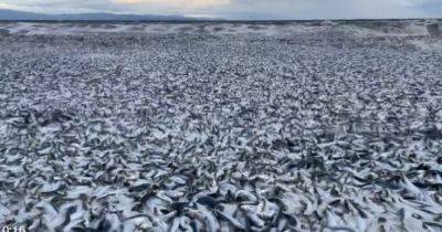 Океан "выплюнул" на побережье Японии 1200 тонн мертвой рыбы: никто не знает, что происходит (видео) - focus.ua - Украина - Япония